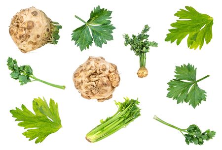 set of fresh celeriac and celery vegetable cut out on white backgroundの写真素材