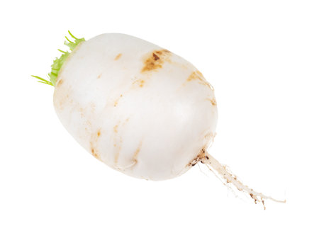 root of Kokabu japanese white salad turnip cutout on white backgroundの写真素材
