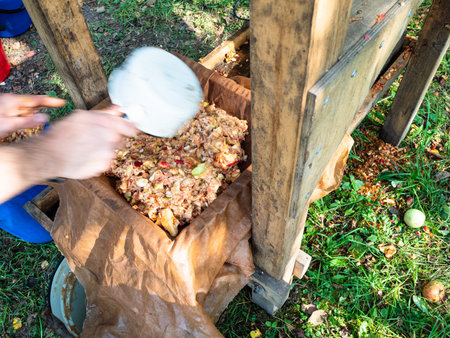 laying crushed fresh apples in the tray of wooden press for squeezing natural juice to produce cider...