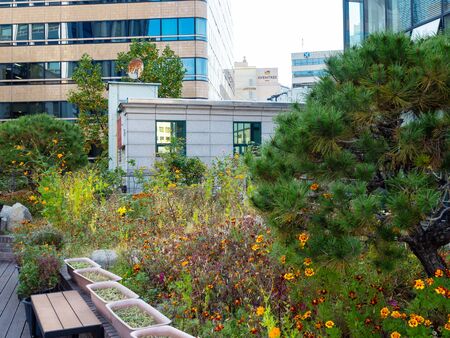 SEOUL, SOUTH KOREA - OCTOBER 30, 2019: green garden between modern houses in Insadong District of Seoul city. Seoul Special City is the capital and largest metropolis of South Koreaのeditorial素材