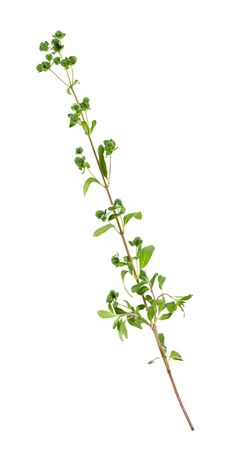 twig with buds of fresh marjoram (Origanum majorana) grass cutout on white backgroundの写真素材