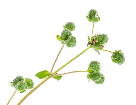 buds of fresh marjoram (Origanum majorana) grass close up cutout on white backgroundの写真素材