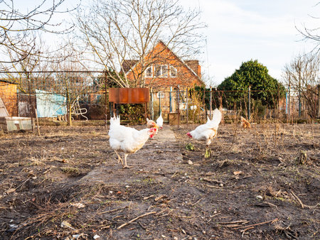 chickens grazes on backyard of country house in sunny winter eveningの写真素材