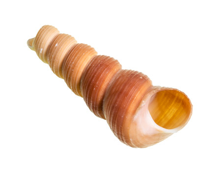 dried empty shell of tower snail cutout on white background