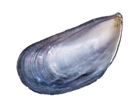 dried empty shell of mussel cutout on white background
