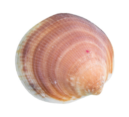 dried red brown shell of clam cutout on white background