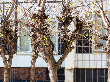 spring in city - pruned elm tree with fresh shoots and apartment house on background (focus on tree...