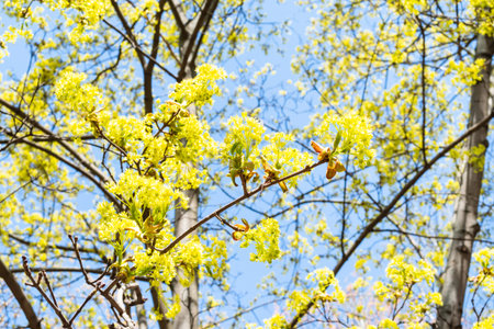 spring in city - twigs of flowering maple trees with blue sky on background on sunny day
