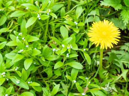 above view of yellow dandelion flower at green meadow close up on spring day (focus on taraxacum bloom)の写真素材