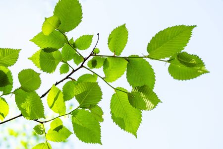 spring in city - sunlit fresh green leaves of elm tree in urban park on sunny day and blue sky on backgroundの写真素材