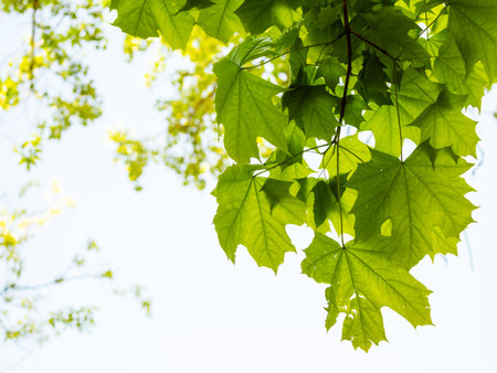 spring in city - twig of maple tree with green leaves close up in urban park on sunny day