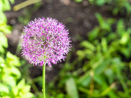 flower of Persian onion (Ornamental onion) close up in garden after rain on sunny summer dayの写真素材