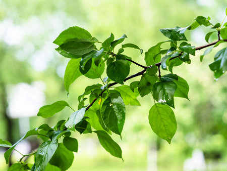 green twig of apple tree with wet leaves in city park after rain in summer with blurred sunny...