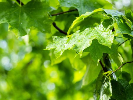 wet leaves of maple tree in city park after rain in summer with blurred background (focus on the leaf on foreground)の写真素材