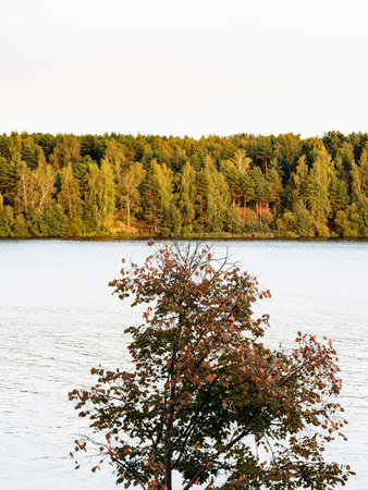 tree with red leaves on coast of lake at autumn sunset