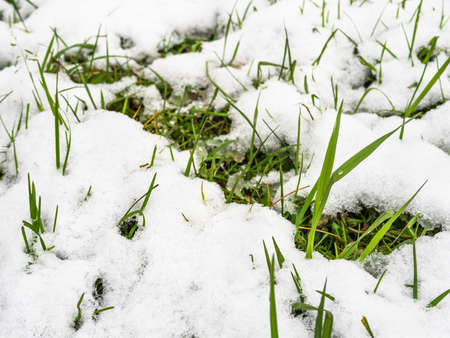 green grass under by the first snow close up on cold autumn day (focus on the vertical leaf on the right)の写真素材