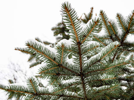 bottom view of green spruce branch with the first snow closeup in forest in city park on cold autumn day (focus on the top of the twig on foreground)の写真素材