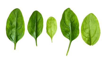 several fresh leaves of Spinach leafy vegetable cut out on white backgroundの写真素材