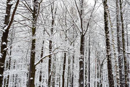 dark bare oak and birch trunks in snowy city park on overcast winter day