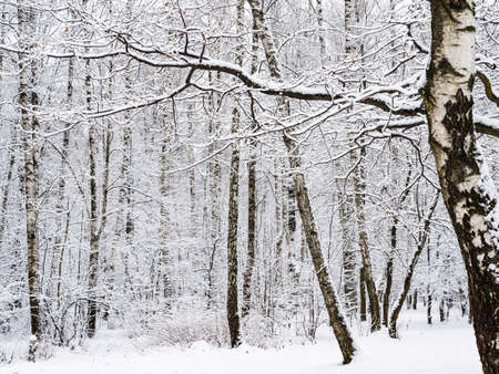 snow-covered birch grove in snowy city park on overcast winter dayの写真素材