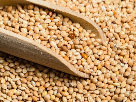 wooden scoop on pile of unhulled yellow proso millet seeds closeup