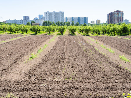 plowed agricultural field and garden in city on sunny summer dayの写真素材