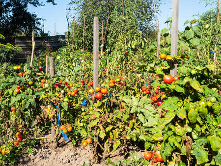 bushes with ripe tomato fruits tied to wooden stakes in home garden in village on sunny summer dayの写真素材