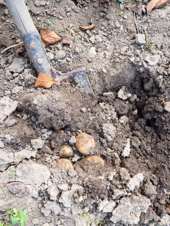 digging ripe potatoes with shovel in home gardenの写真素材