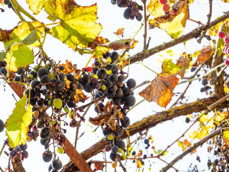 bottom view of ripe and sun-dried black grapes on vineyard in sunny autumn morning