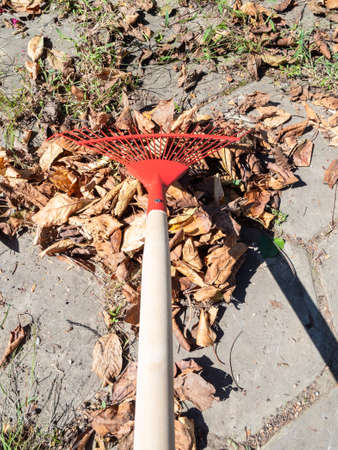point-of-view of cleaning yard from fallen leaves with leaf rake on sunny autumn dayの写真素材