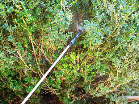 spraying green bush with pesticide in backyard