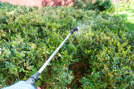 point-of-view of spraying boxwood bushes with pesticide in backyardの写真素材