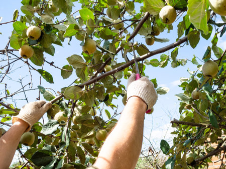 gardener saws a quince tree branch with a hand saw in home garden on sunny day