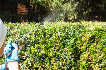 spraying boxwood hedge with pesticide using pneumatic garden sprayer in yard of village houseの写真素材