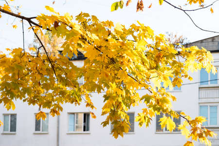 branch of maple tree with lush yellow foliage and facade of white city house in Moscow city on background on sunny autumn dayの写真素材