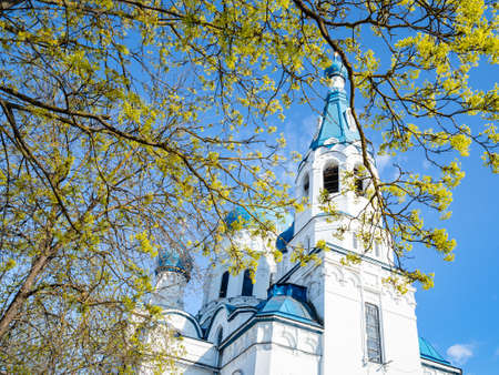 blossoming tree and Intercession Cathedral in Gatchina town on background, Russia on sunny spring dayの写真素材