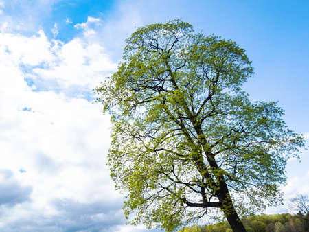 young leaves green on old tree and white cloud on background in springの写真素材