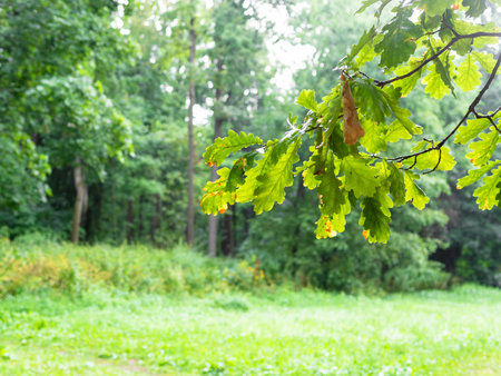 oak branch with wet green leaves and green trees on background on rainy summer day (focus on leaves...