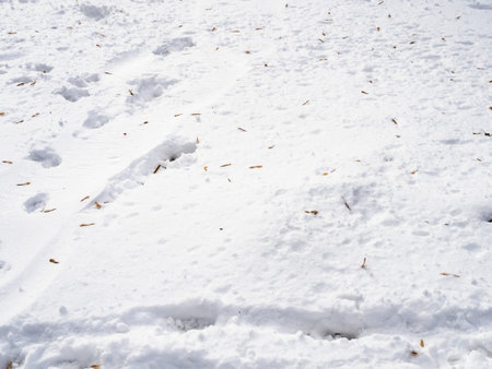 surface of porous snow cover at end of winter in city park with fallen dry ash tree seedsの写真素材