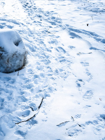 footprints in snow on path in blue twilight in winter evening