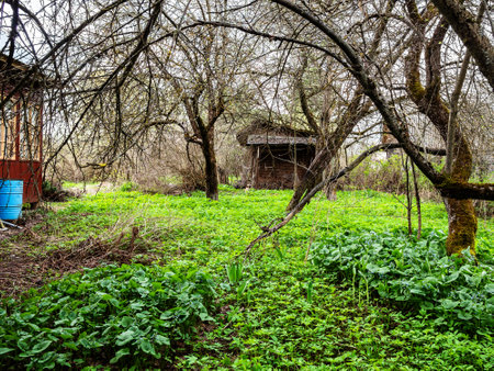 overgrown yard of wooden summer house in village in springの写真素材