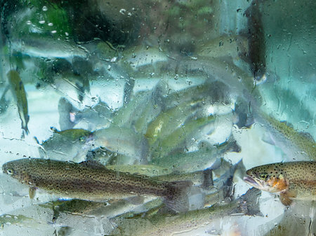 many trout fishes in outdoor glass aquarium in village cafe in Caykara district of Turkey on summer dayの写真素材