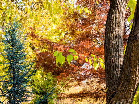 last green leaves on twig and colorful foliage in background in Lovers Park at Baghramyan Avenue in Yerevan city on sunny autumn dayの写真素材