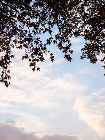 sycamore leaves and blue evening sky with clouds in background in winter twilight in Yerevan cityの写真素材