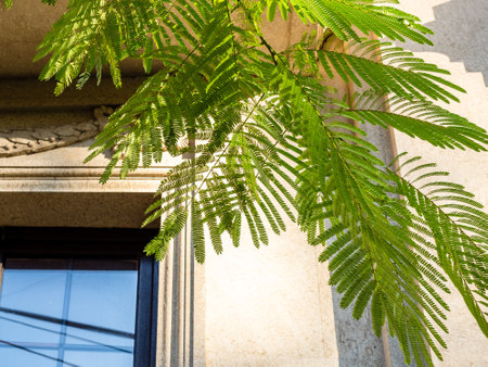 green branch of mimosa tree and facade of house in background in Yerevan city on sunny autumn dayの写真素材