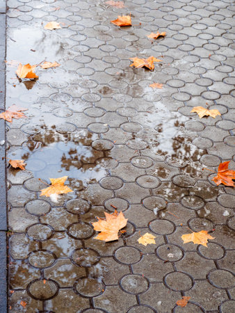 fallen leaves on wet pavement after melting snow in Yerevan city on winter dayの写真素材