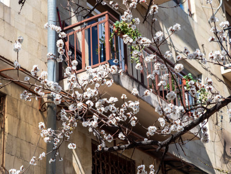 first white blossoms on cherry tree branch and urban house in background on sunny spring day in Yerevan cityの写真素材