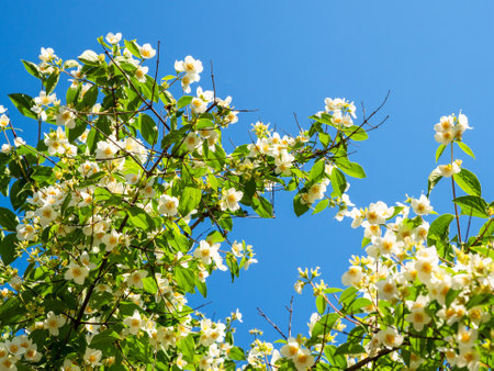blossoming philadelphus shrub twigs and blue sky in background in park in Kapan town, in Syunik Province of Armenia in sunny spring morningの写真素材