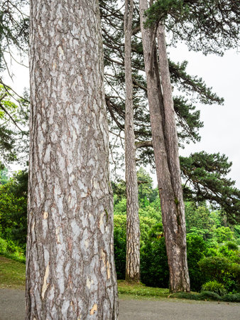 bare trunks of pine trees in Batumi Botanical Garden, Georgia on overcast summer day