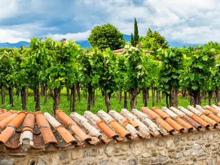 vineyards of Alaverdi Monastery in Kakheti region of Georgia on sunny summer dayの写真素材